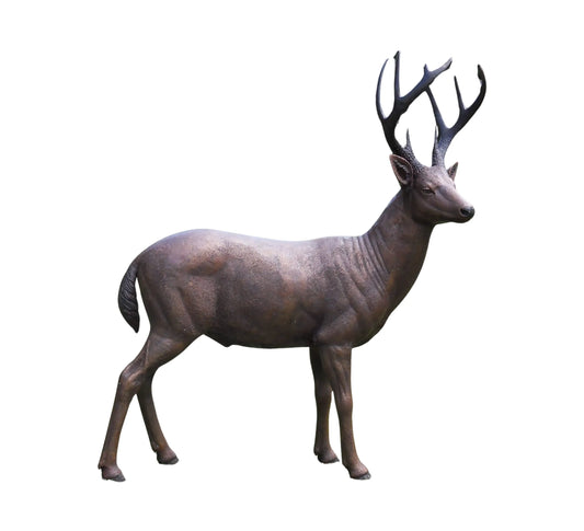 Male Standing Deer